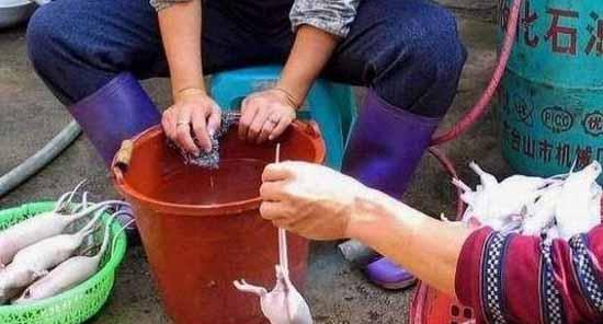 如何轻松玩转老鼠陷阱？有效设置和维护技巧是什么？