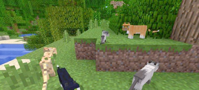 在《我的世界》中养豹猫需要注意什么？