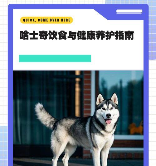 《千岛物语》宠物哈士奇获取攻略（详解如何在游戏中获取宠物哈士奇）