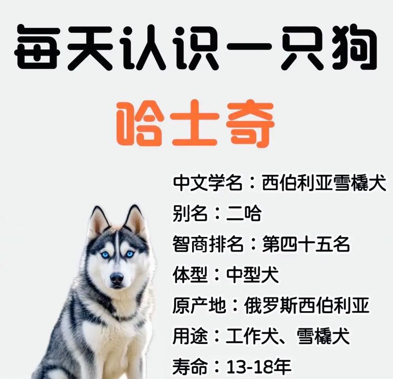 《千岛物语》宠物哈士奇获取攻略（详解如何在游戏中获取宠物哈士奇）