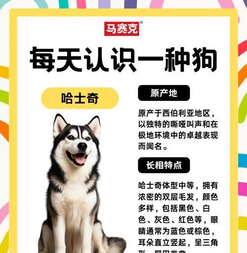 《千岛物语》宠物哈士奇获取攻略（详解如何在游戏中获取宠物哈士奇）
